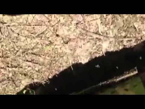 Avvelenamento di api a Incisa Scapaccino (AT), maggio 2014