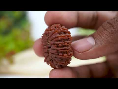 Rudraksha Product Image