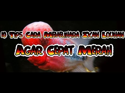 All About Louhan Page 254 Kaskus