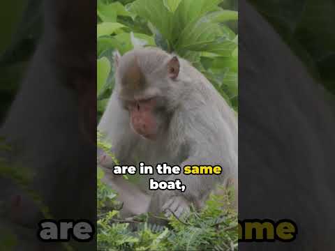 Monkey Business: The Jabber Jumble Jungle #cisco #collaboration #lifestyle #jabber #monkey