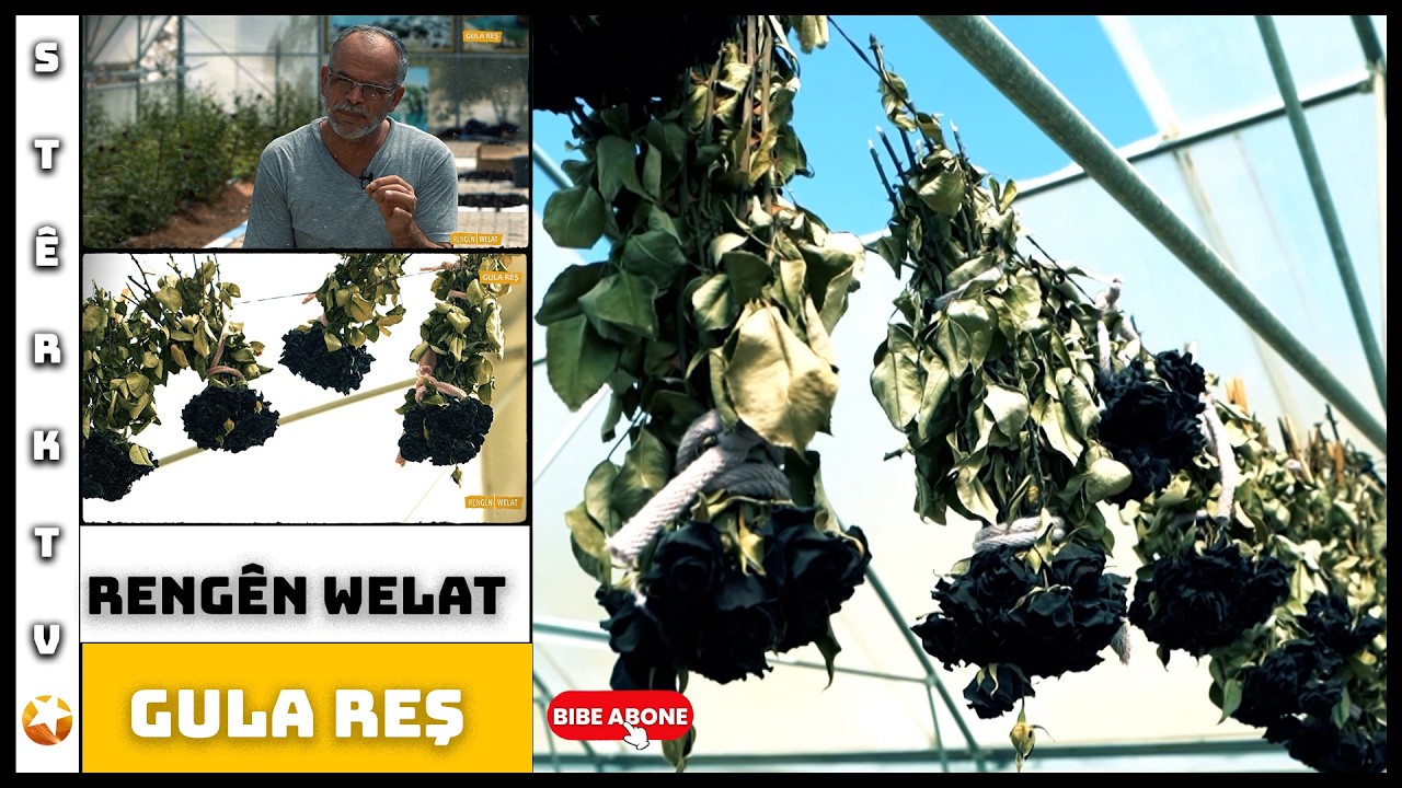 Rengên Welat - Gula Reş
