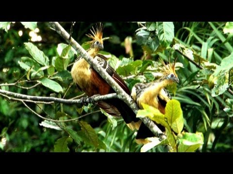 Öl-Fieber bedroht Dschungel-Paradies in Ecuador