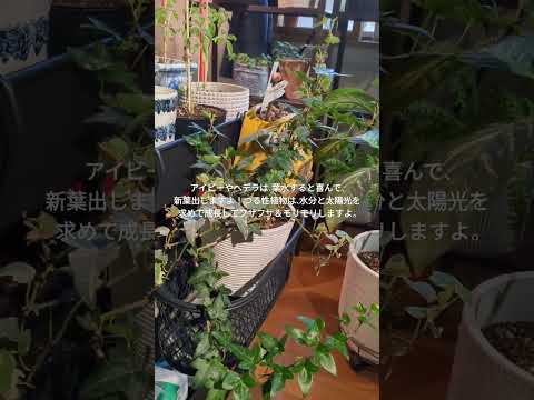 アイビーは木に悪いですか？カットすべきでしょうか？  庭園