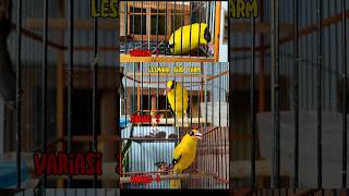 Download lagu kepodang 3 variasi. kalian pilih yang mana? #kepodang #orioluschinensis #kepodangemas mp3