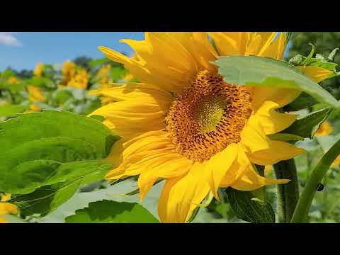 Grüne-Line S29 Winterthur–Stein am Rhein