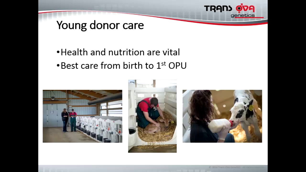Young heifer IVF