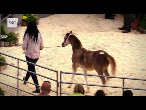 Ceffylau Cymru nos Lun 8.25 ar S4C |  (Welsh Horses) next Monday 8.25 on S4C