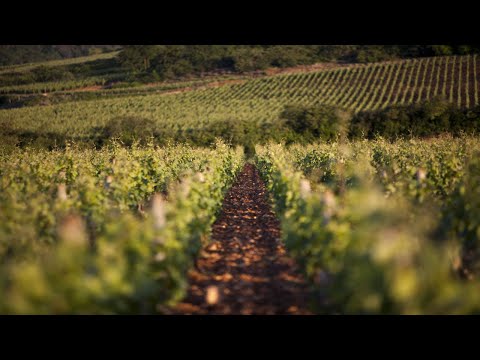 Discover Domaine Chanson Aboard Luxury Hotel Barge L'Impressioniste : European Waterways