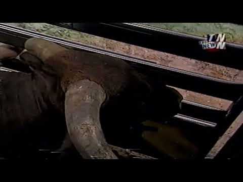 Little Yellow Jacket bucks Cody Custer - 02 PBR Finals