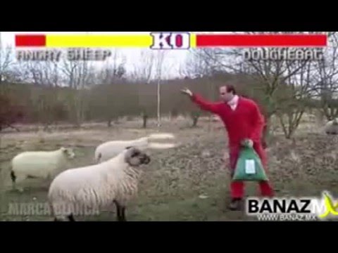 Street Fighter Angry Sheep Edition HD