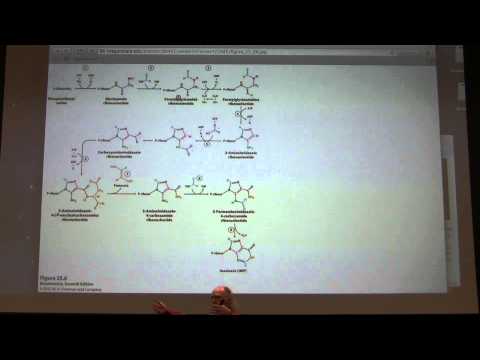 39.  Kevin Ahern's Biochemistry - Nucleotide Metabolism II