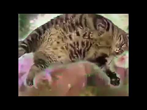 Stoner Cat (Om version)