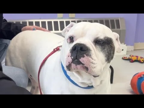 Partnership aims to find forever homes for Rutland County shelter pets - YouTube