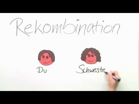 Biologie: Rekombination | Biologie | Cytologie
