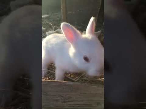 Крольчатки))