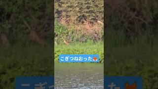 #きつね #狐 #狐兄弟 #animals #子狐 #wildlife #野生動物 #癒し #動物の赤ちゃん #fox #ホンドギツネ