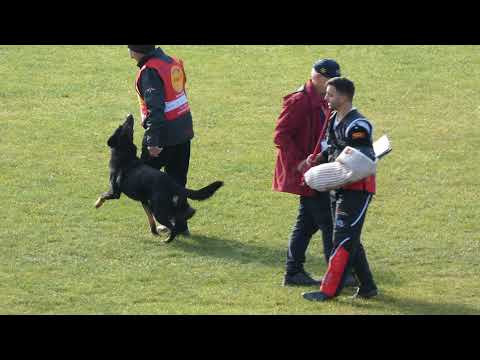 WUSV 2021  CAN 1 - ERIC LEBLANC & PYXX VON NARNIA C 91