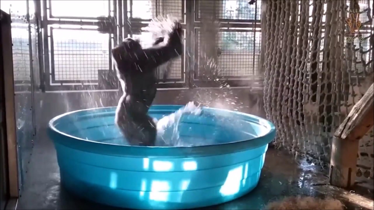Gorilla Flashdance