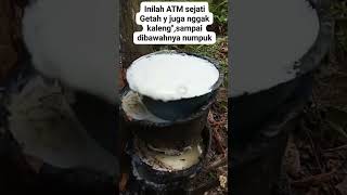 Download lagu Petani Karet, Punya 100 Pohon karet kaya gini auto gajian tiap hari #shorts mp3 Download lagu Petani Karet, Punya 100 Pohon karet kaya gini auto gajian tiap hari #shorts mp3