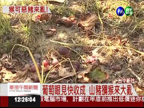 猴豬大鬧葡萄園! 農民心血毀