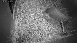 Vierde ei gelegd op 16 maart 2026