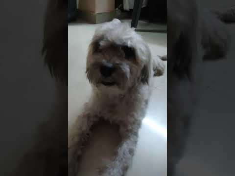 Cute Dogs #pets #dog #puppies #ytshorts #viralvideo#trendingshorts