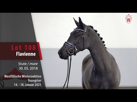Winterauktion Youngster Lot 108 Flavienne Stute v. Franklin - Fürst Heinrich