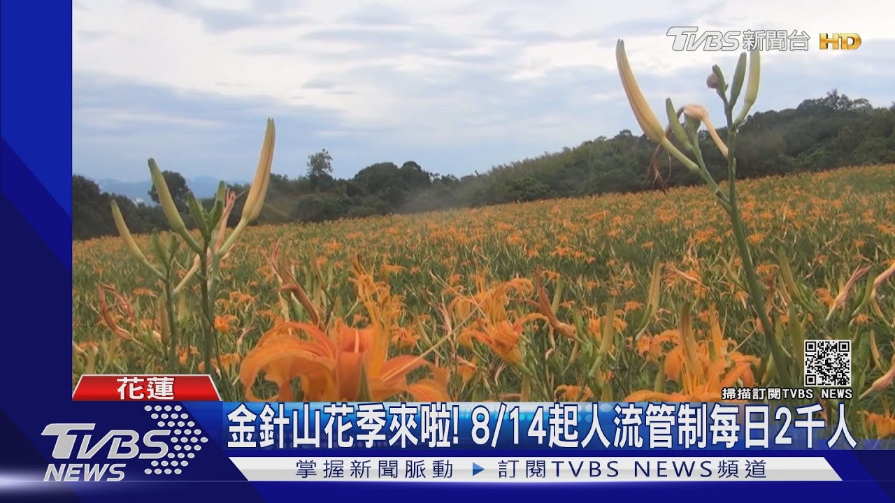 金針山花季來啦！8/14起人流管制每日2千人
