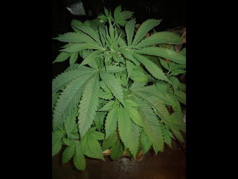 toujours une autres Kush2Lux