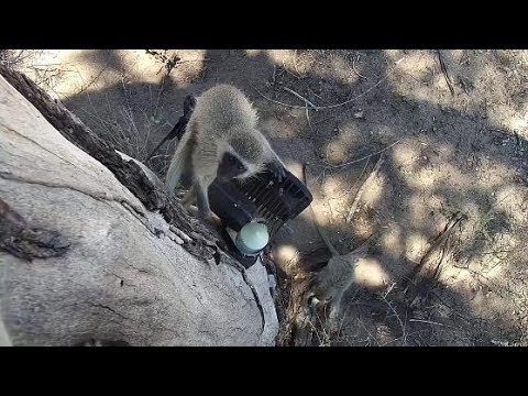 Djuma: Vervet Monkeys at cam tree - 11/15/19