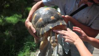 preview picture of video 'Visite de l'observatoire des tortues marines et Catamaran à l'Ile de la Reunion'