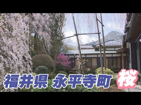 【福井県永平寺町】2025年　桜の風景