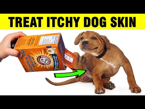 YouTube video about: How often should I bathe my dog with skin allergies?