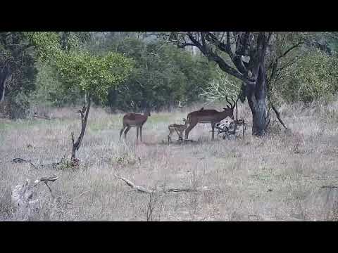 Djuma: Nyala bull, two Impala males and one new Impala lamb - 13:45 -  11/02/21