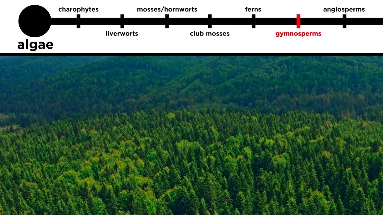 Gymnosperms: Long-Distance Pollination