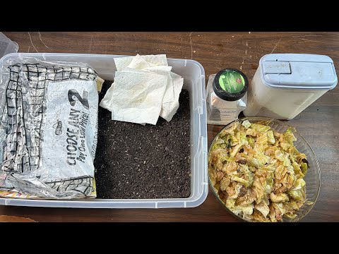 Feeding Fast Foods to Worms - Pros and Cons