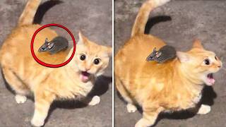 ANIMAIS MUITO DRAMÁTICOS QUE VÃO TE FAZER SORRIR