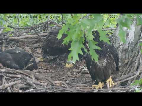 Hays Eaglet H15 mantles fish mom brought in and self feeds 2021 05 17 1022AM