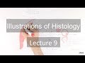 Histology: Female Reproduction