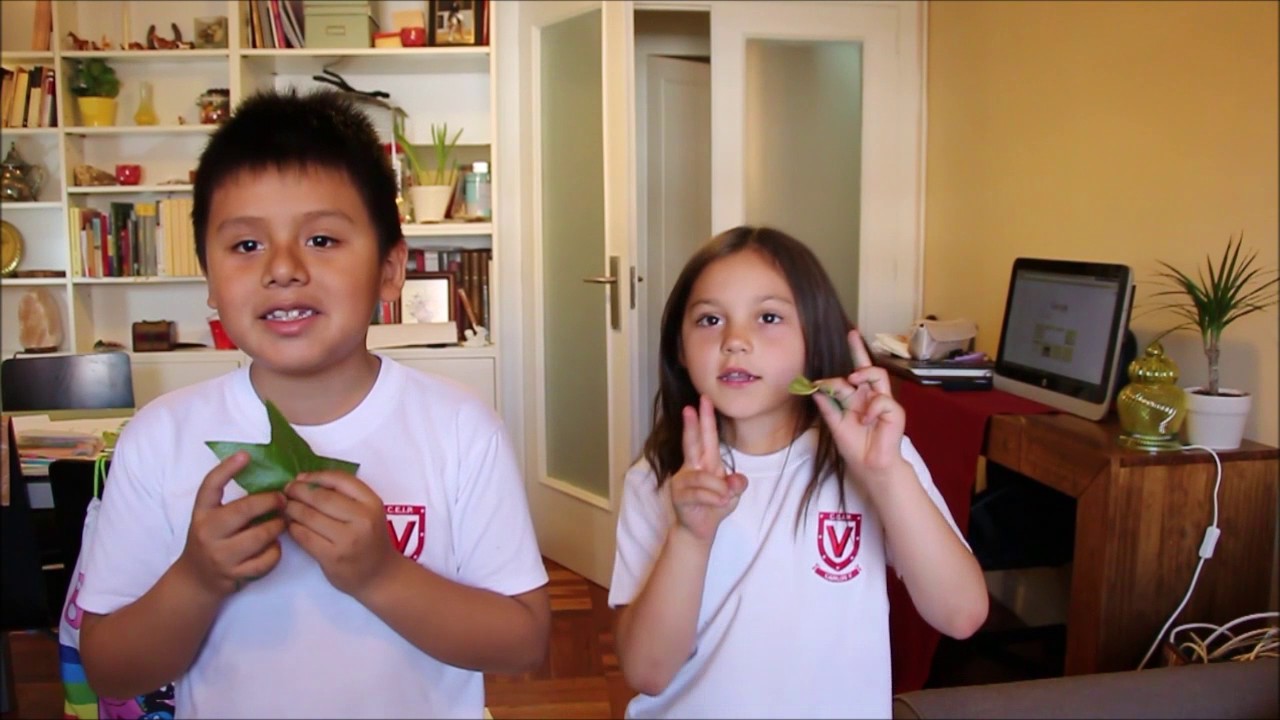 Leaves - SORTING ACCORDING TO EDGES AND SHAPE