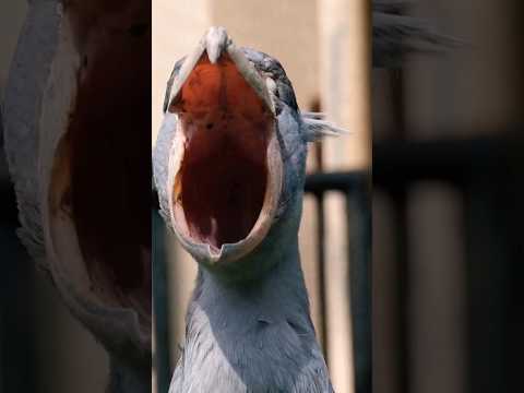 SHOEBILL STORK SOUND | BIRD SOUNDS.... #birds #birdworld #wildanimals #viral #nature #shorts #short