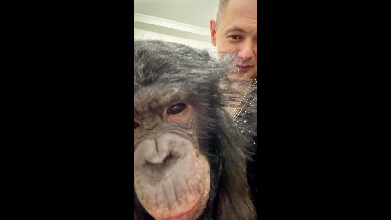 Что Я Делаю Со Своей Шимпанзе После Каждого Выступления?