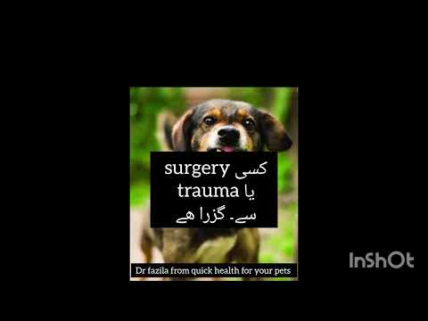 Nervine weakness in dogs how to know ???