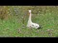 Stork Birds Video White Stork Bird White Stork Flying The White Stork 2021 Animal Kingdom