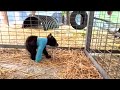 Wildlife Center Of Virginia Releasing Five Black Bears Back Into The Wild
