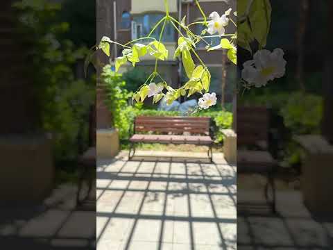 铁线莲天使，铃铛克里斯帕#flowers #铁线莲 #Tematis