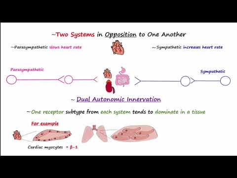 image-What is autonomic stress response?