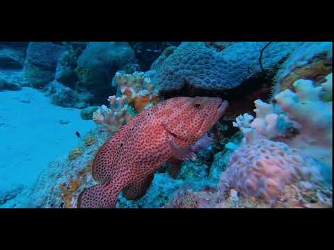 7 Bass - scuba diving video