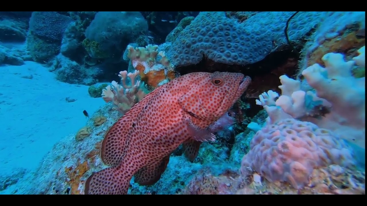Swim with Pectoral Fins - Caribbean Wrasse videos, genus and species.