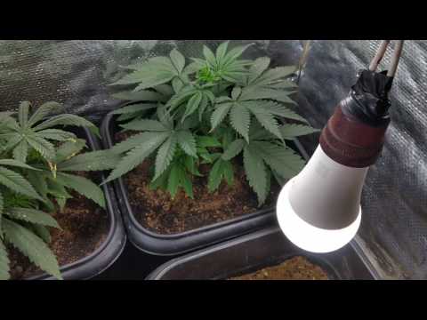 , title : 'cannabis cultivo indor lampada led 35w'